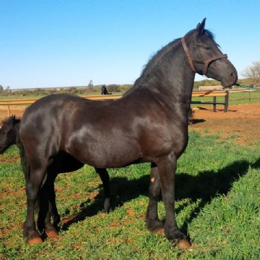 Tinne Stall Kleine Heide