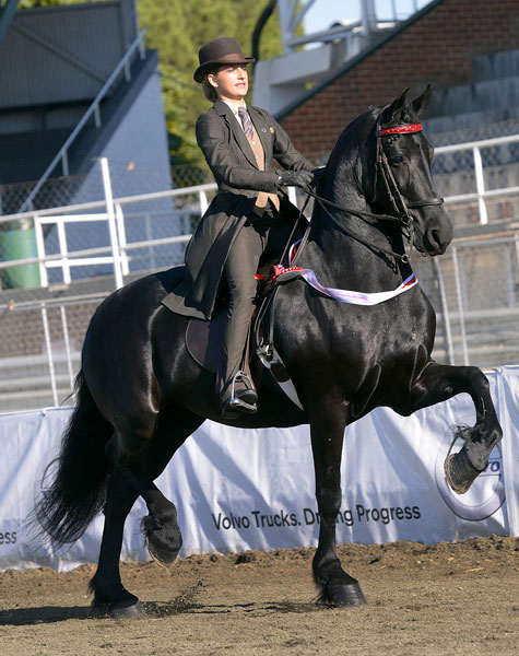 SA Friesperd Kampioenskappe 2017