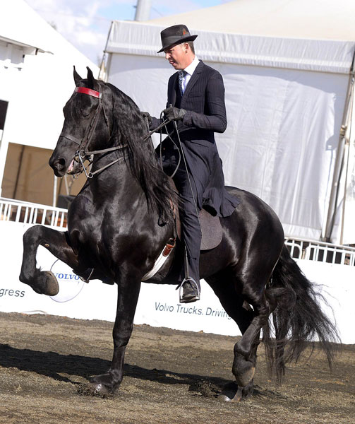 SA Friesperd Kampioenskappe 2017