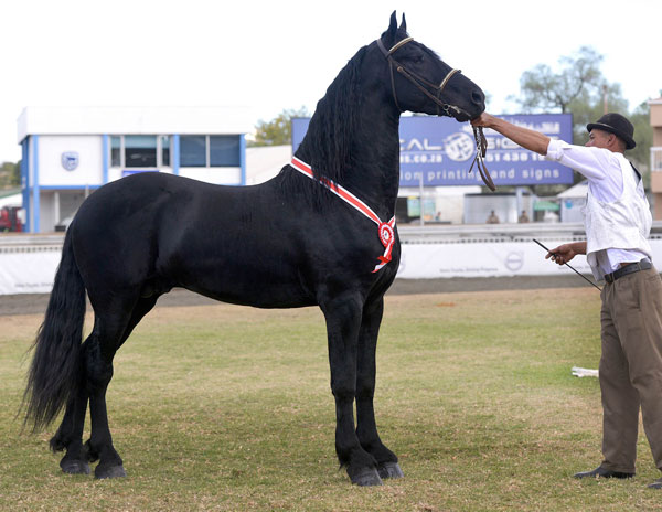 SA Friesperd Kampioenskappe 2017