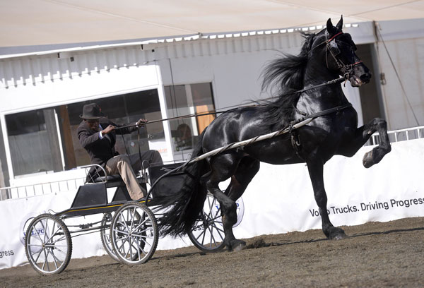 SA Friesperd Kampioenskappe 2017