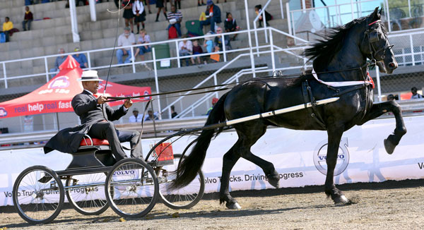 SA Friesperd Kampioenskappe 2017