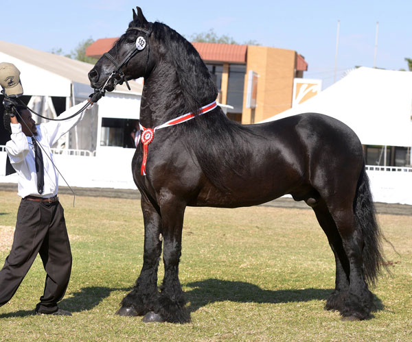 SA Friesperd Kampioenskappe 2017