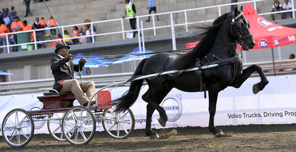 SA Friesperd Kampioenskappe 2017