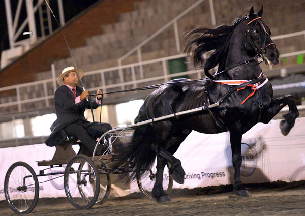 SA Friesperd Kampioenskappe 2017