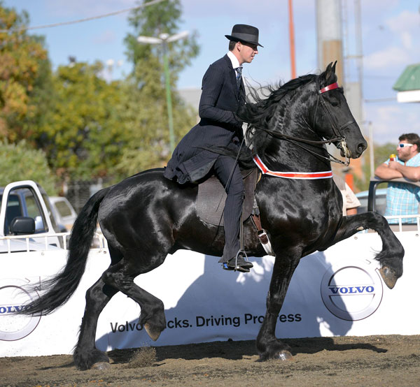 SA Friesperd Kampioenskappe 2017