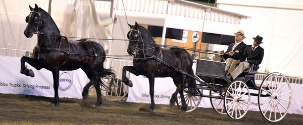 SA Friesperd Kampioenskappe 2017