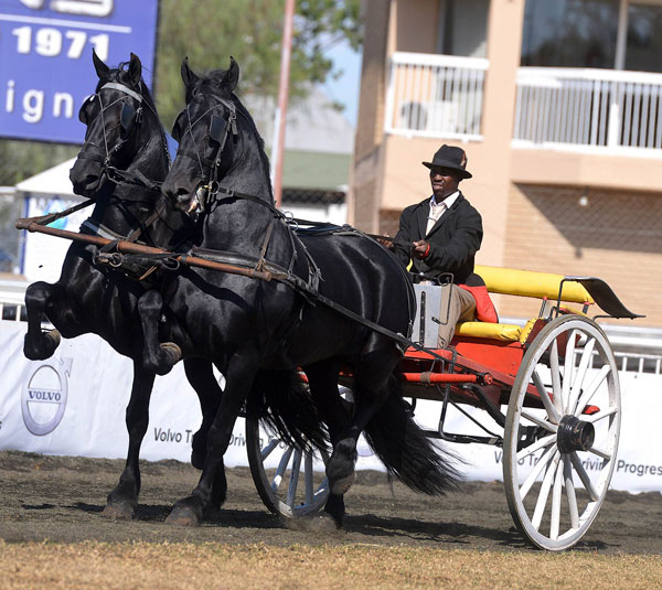SA Friesperd Kampioenskappe 2017
