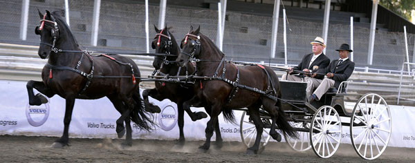 SA Friesperd Kampioenskappe 2017